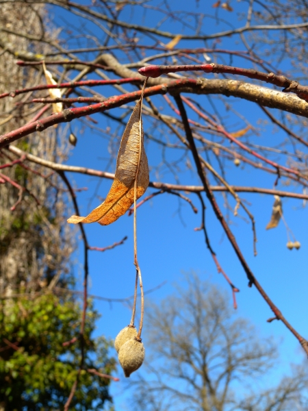 Pflanzenbild gross Sommer-Linde - Tilia platyphyllos