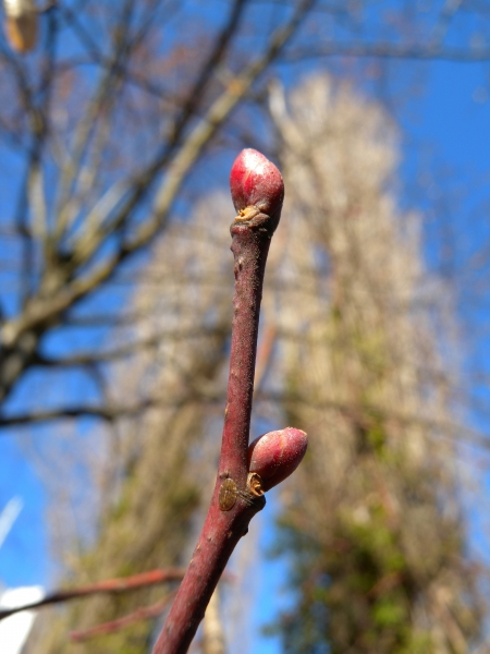 Pflanzenbild gross Sommer-Linde - Tilia platyphyllos