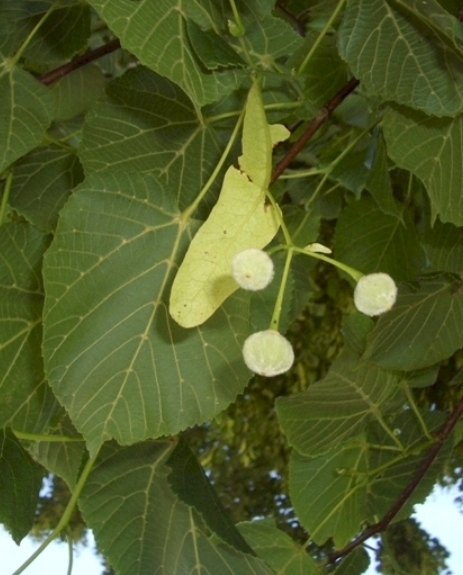Pflanzenbild gross Sommer-Linde - Tilia platyphyllos