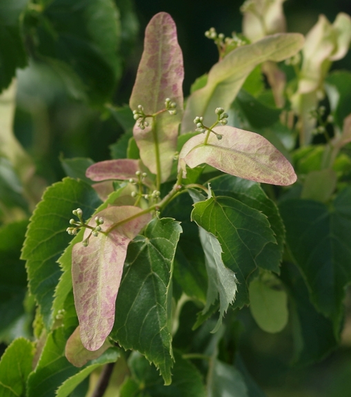 Pflanzenbild gross Winter-Linde - Tilia cordata