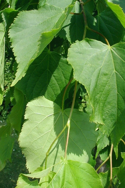Pflanzenbild gross Winter-Linde - Tilia cordata