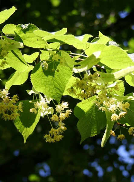 Pflanzenbild gross Winter-Linde - Tilia cordata