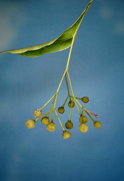 Pflanzenbild gross Winter-Linde - Tilia cordata