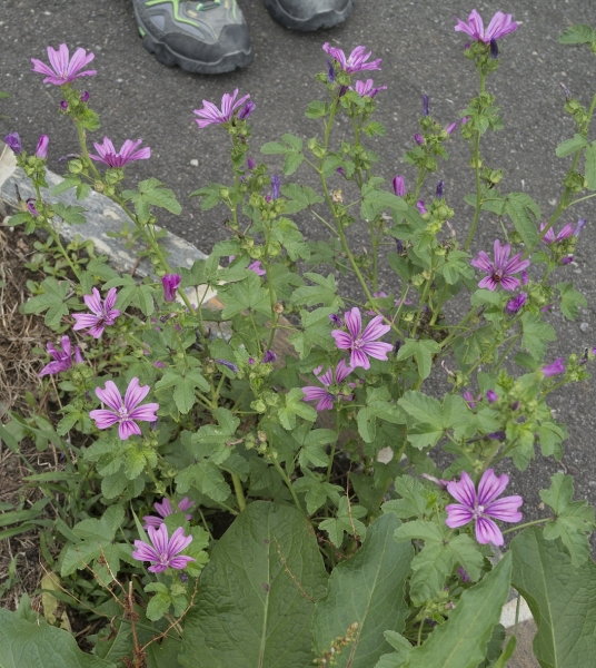 Pflanzenbild gross Wilde Malve - Malva sylvestris
