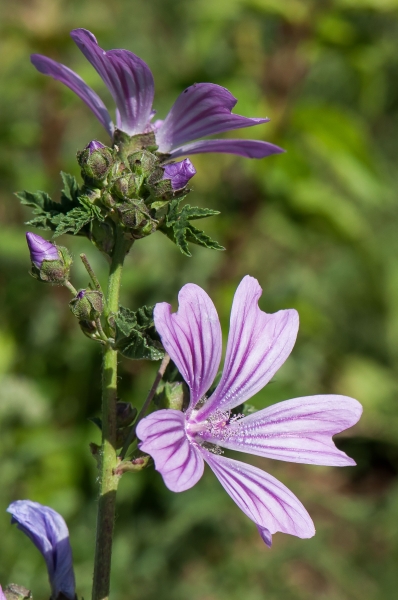 Pflanzenbild gross Wilde Malve - Malva sylvestris