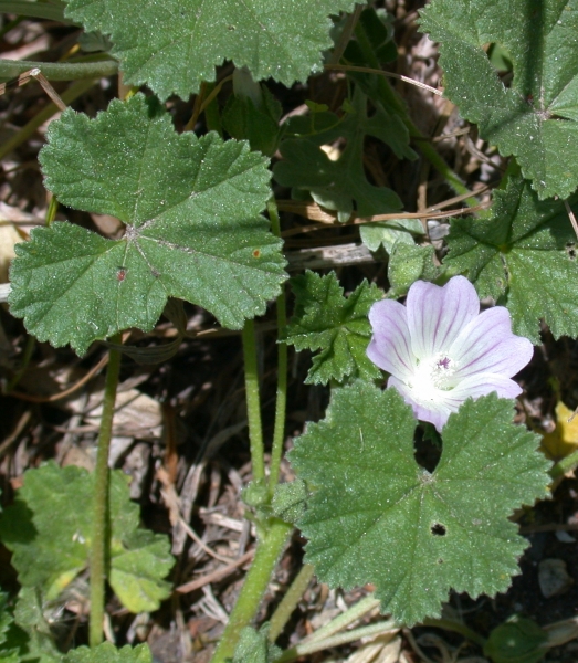 Pflanzenbild gross Kleine Malve - Malva neglecta