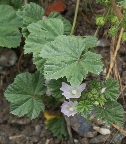Pflanzenbild gross Kleine Malve - Malva neglecta
