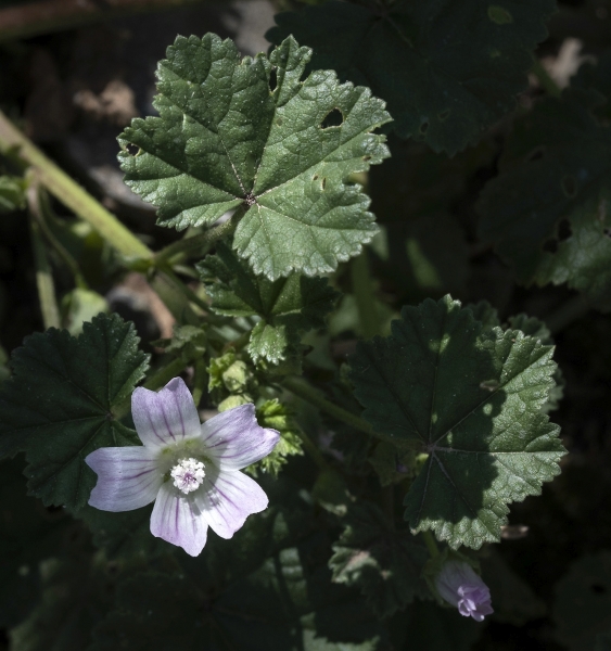 Pflanzenbild gross Kleine Malve - Malva neglecta
