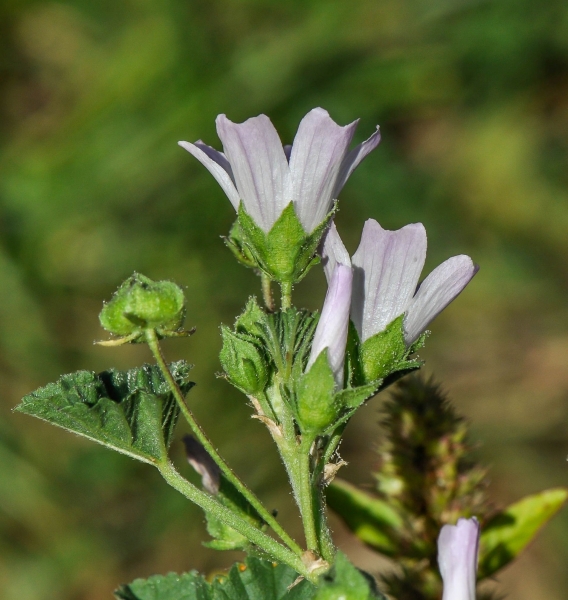 Pflanzenbild gross Kleine Malve - Malva neglecta