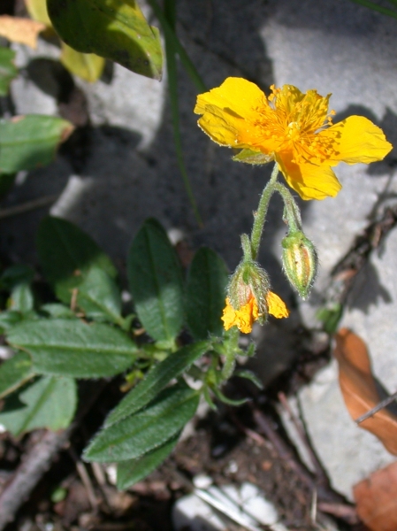 Pflanzenbild gross Gemeines Sonnenröschen - Helianthemum nummularium