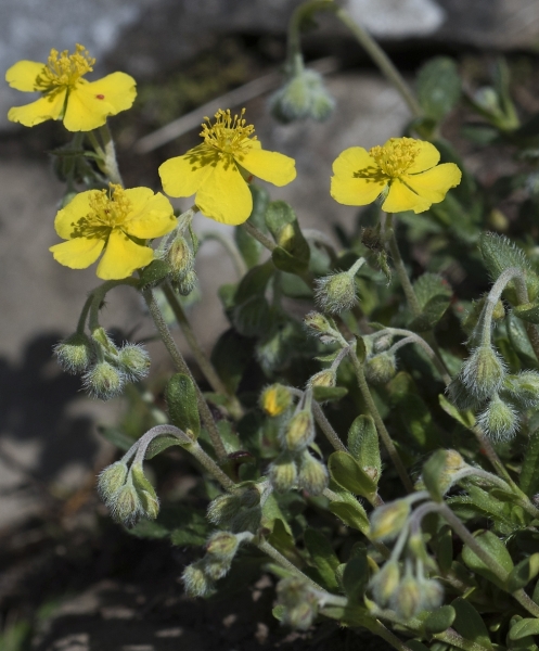 Pflanzenbild gross Alpen-Sonnenröschen - Helianthemum alpestre