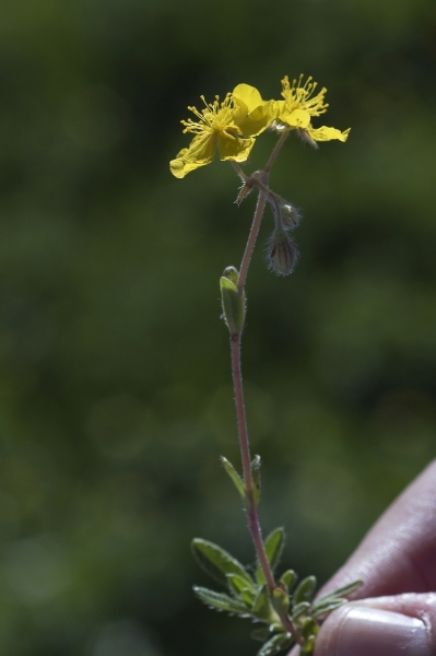 Pflanzenbild gross Alpen-Sonnenröschen - Helianthemum alpestre