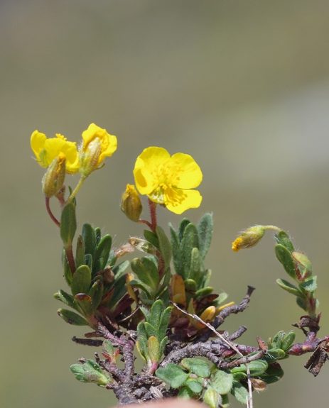 Pflanzenbild gross Alpen-Sonnenröschen - Helianthemum alpestre