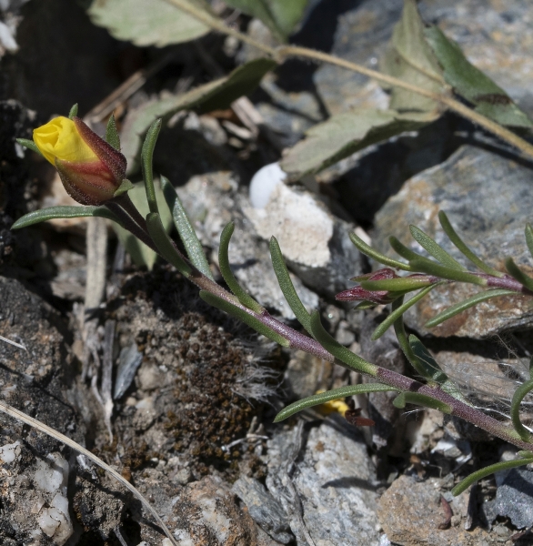 Pflanzenbild gross Niederliegendes Heideröschen - Fumana procumbens