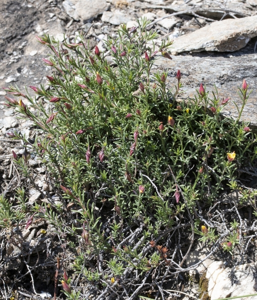 Pflanzenbild gross Niederliegendes Heideröschen - Fumana procumbens