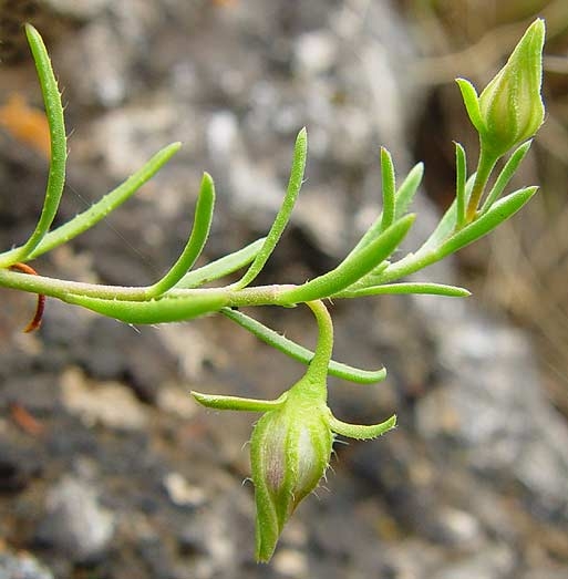 Pflanzenbild gross Niederliegendes Heideröschen - Fumana procumbens