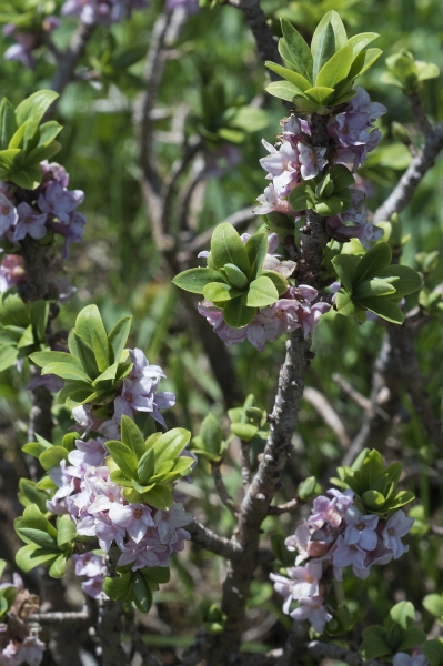 Pflanzenbild gross Echter Seidelbast - Daphne mezereum
