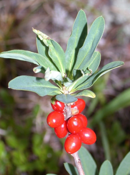 Pflanzenbild gross Echter Seidelbast - Daphne mezereum