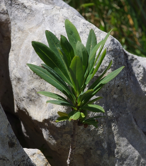 Pflanzenbild gross Echter Seidelbast - Daphne mezereum