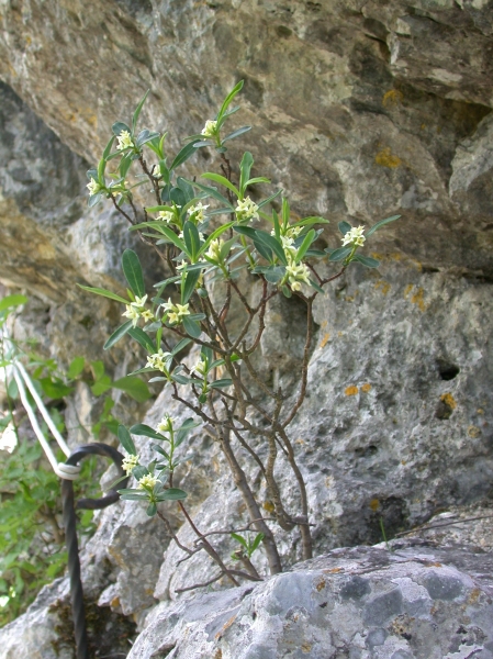 Pflanzenbild gross Alpen-Seidelbast - Daphne alpina