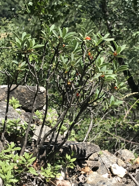 Pflanzenbild gross Alpen-Seidelbast - Daphne alpina