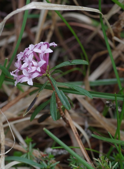 Pflanzenbild gross Gestreifter Seidelbast - Daphne striata