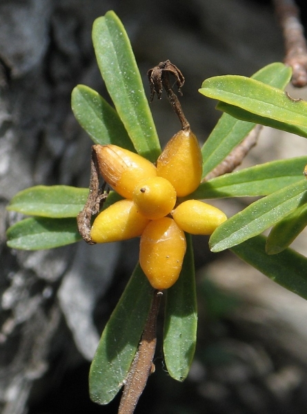Pflanzenbild gross Gestreifter Seidelbast - Daphne striata