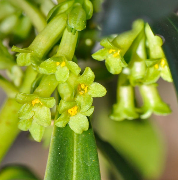 Pflanzenbild gross Lorbeer-Seidelbast - Daphne laureola