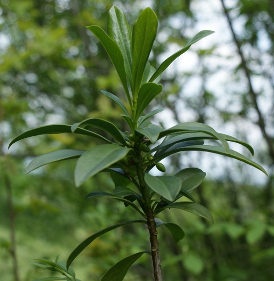Pflanzenbild gross Lorbeer-Seidelbast - Daphne laureola