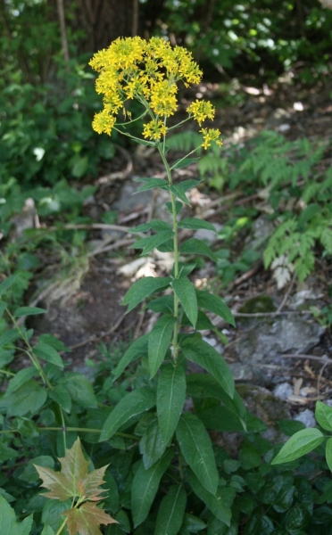 Pflanzenbild gross Steife Rauke - Sisymbrium strictissimum