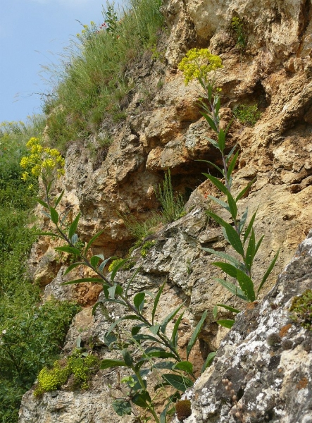 Pflanzenbild gross Steife Rauke - Sisymbrium strictissimum