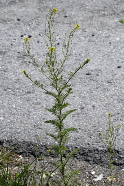 Pflanzenbild gross Sophienkraut - Descurainia sophia