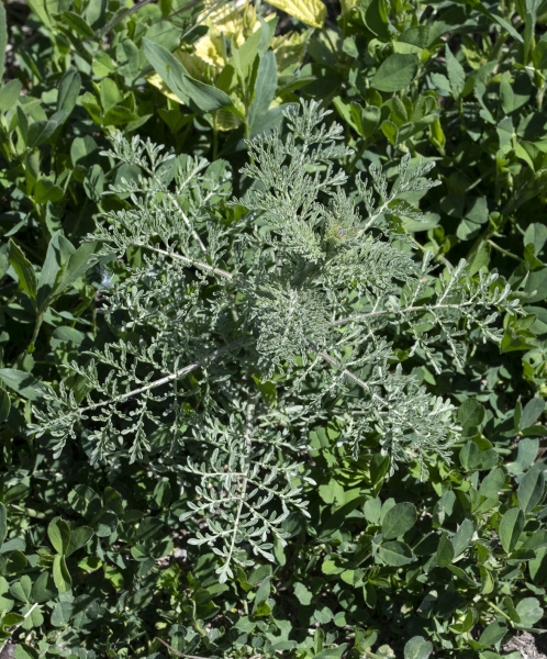 Pflanzenbild gross Sophienkraut - Descurainia sophia