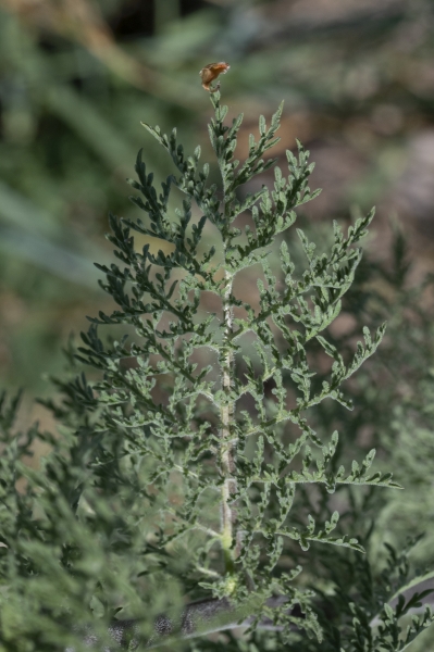 Pflanzenbild gross Sophienkraut - Descurainia sophia