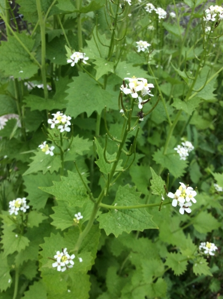 Pflanzenbild gross Knoblauchhederich - Alliaria petiolata