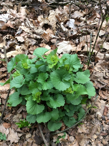 Pflanzenbild gross Knoblauchhederich - Alliaria petiolata