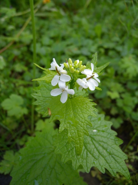 Pflanzenbild gross Knoblauchhederich - Alliaria petiolata