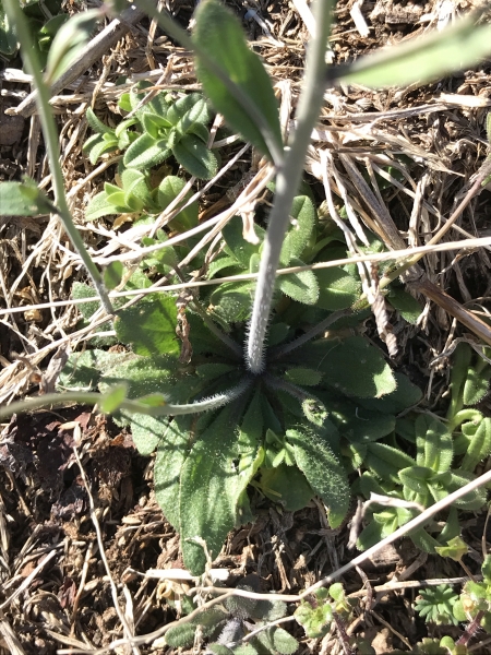 Pflanzenbild gross Schotenkresse - Arabidopsis thaliana