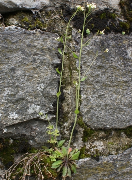 Pflanzenbild gross Schotenkresse - Arabidopsis thaliana