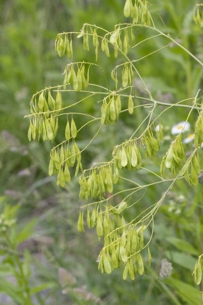 Pflanzenbild gross Färber-Waid - Isatis tinctoria