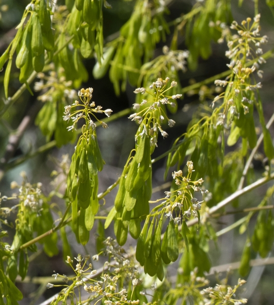 Pflanzenbild gross Färber-Waid - Isatis tinctoria