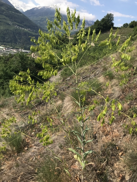 Pflanzenbild gross Färber-Waid - Isatis tinctoria