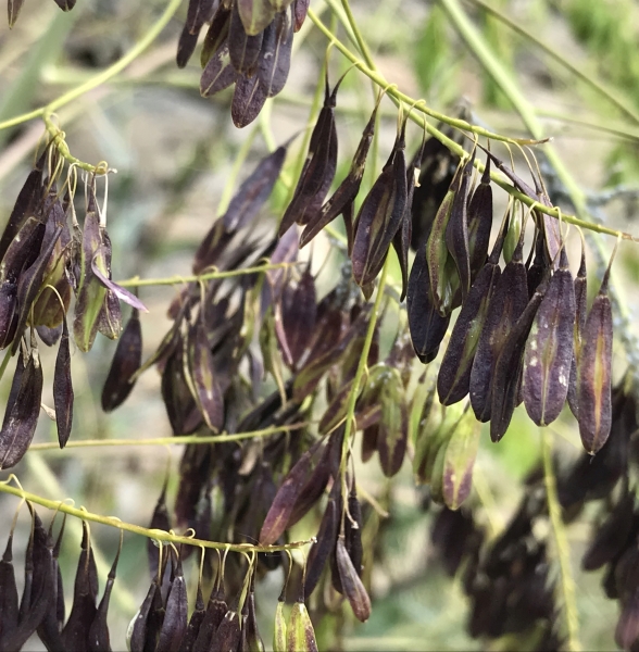 Pflanzenbild gross Färber-Waid - Isatis tinctoria