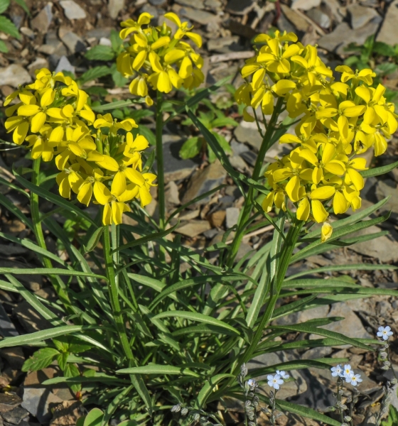 Pflanzenbild gross Schweizer Schöterich - Erysimum rhaeticum aggr.