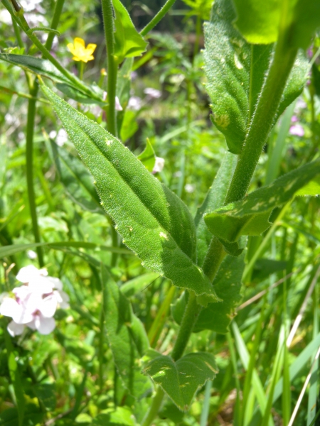 Pflanzenbild gross Gemeine Nachtviole - Hesperis matronalis
