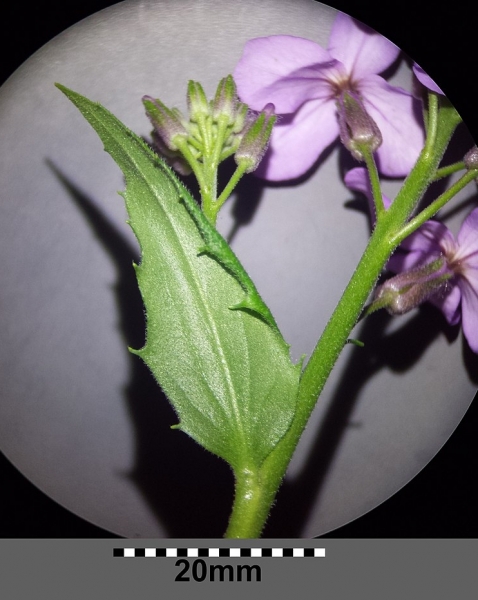 Pflanzenbild gross Gemeine Nachtviole - Hesperis matronalis