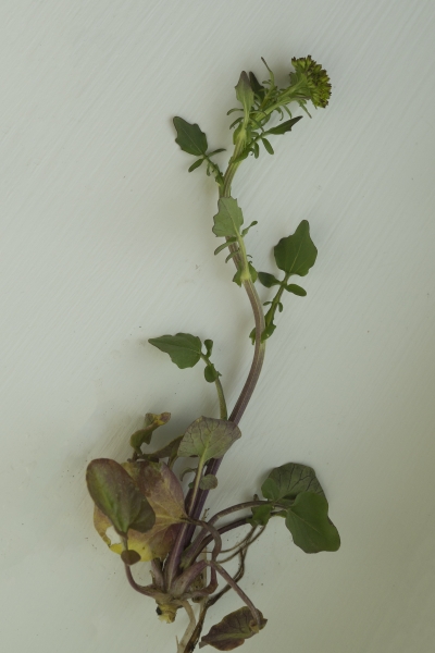 Pflanzenbild gross Gemeine Winterkresse - Barbarea vulgaris