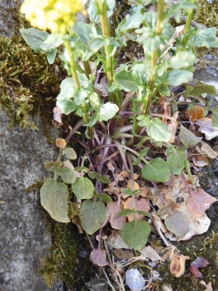 Pflanzenbild gross Gemeine Winterkresse - Barbarea vulgaris