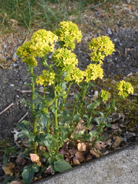 Pflanzenbild gross Gemeine Winterkresse - Barbarea vulgaris