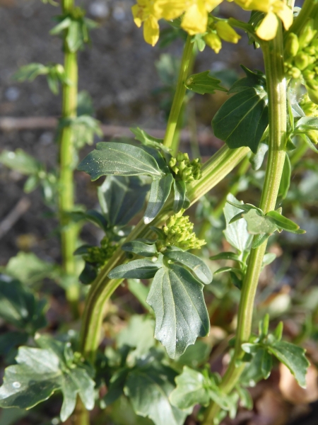 Pflanzenbild gross Gemeine Winterkresse - Barbarea vulgaris
